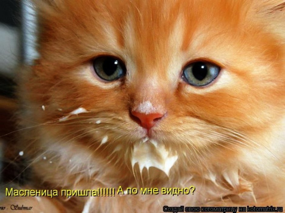 Смешной рыжий котенок