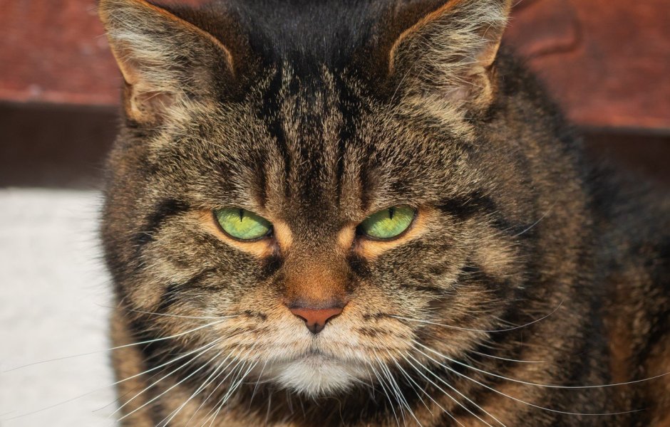 Морда кота