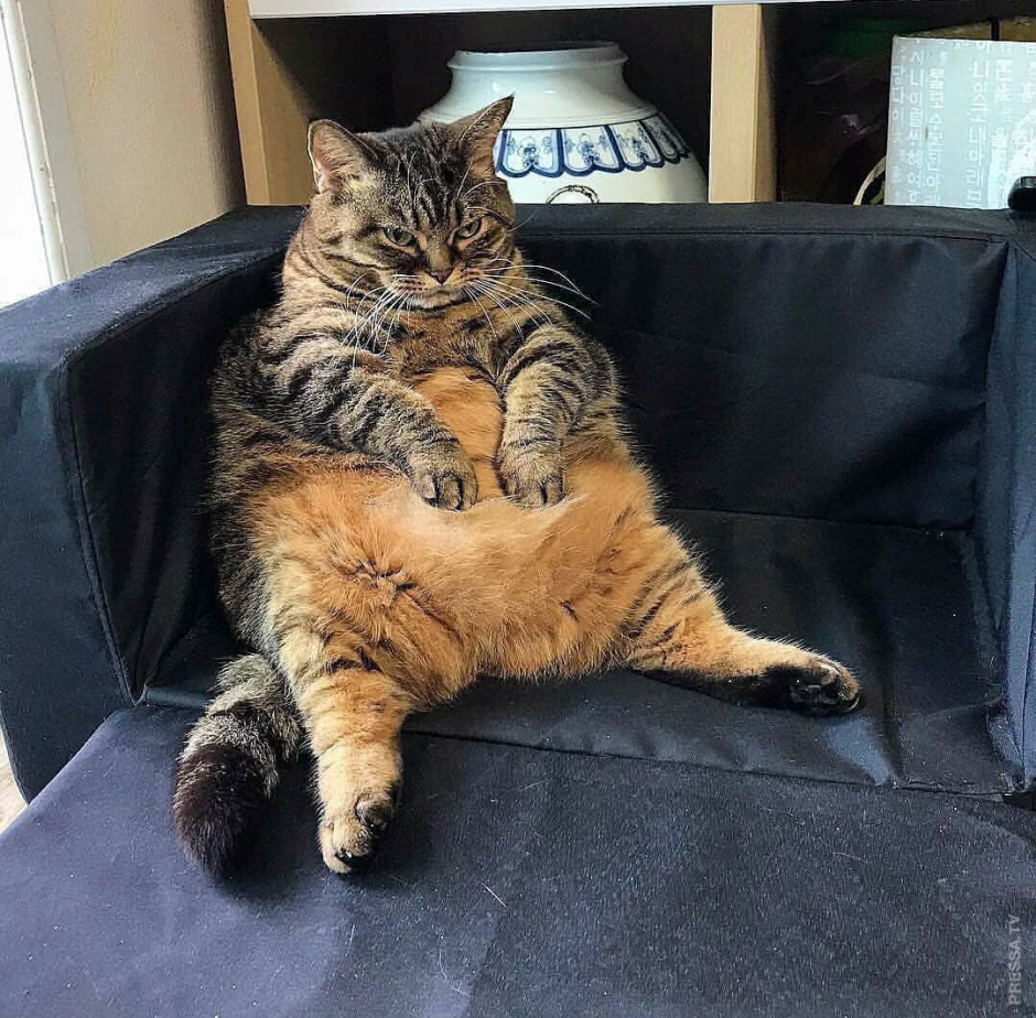 Ленивый кот