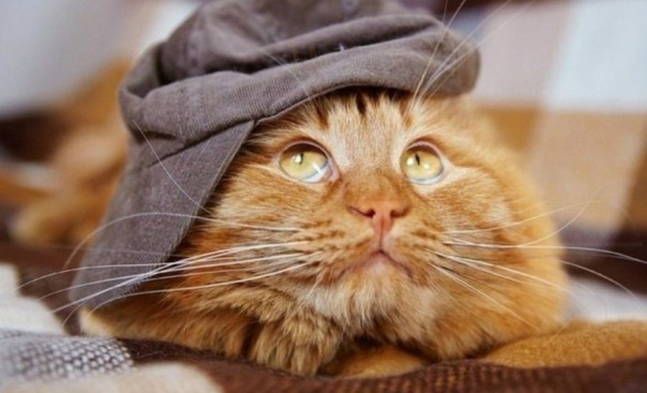 Кошачье лицо