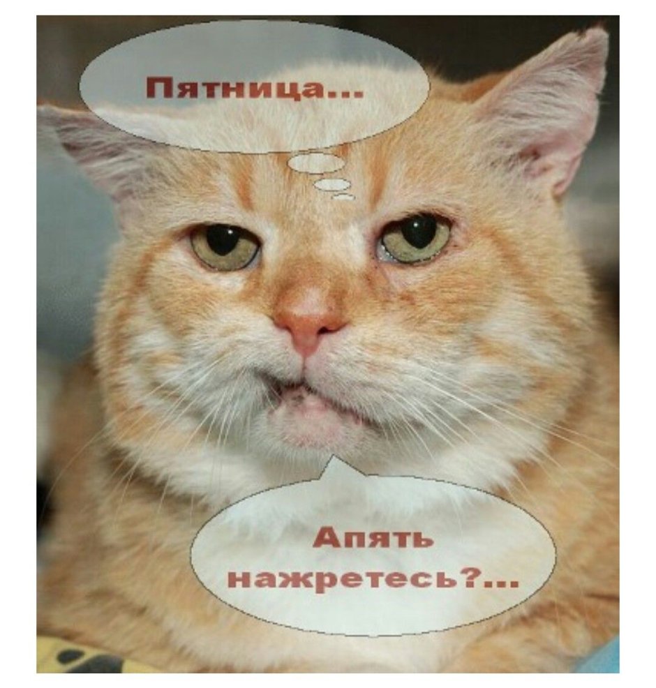 Рыжий кот юмор