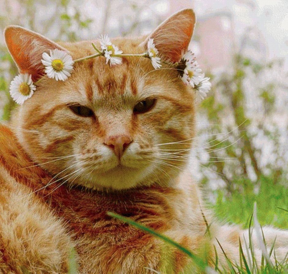 Забавные рыжие коты