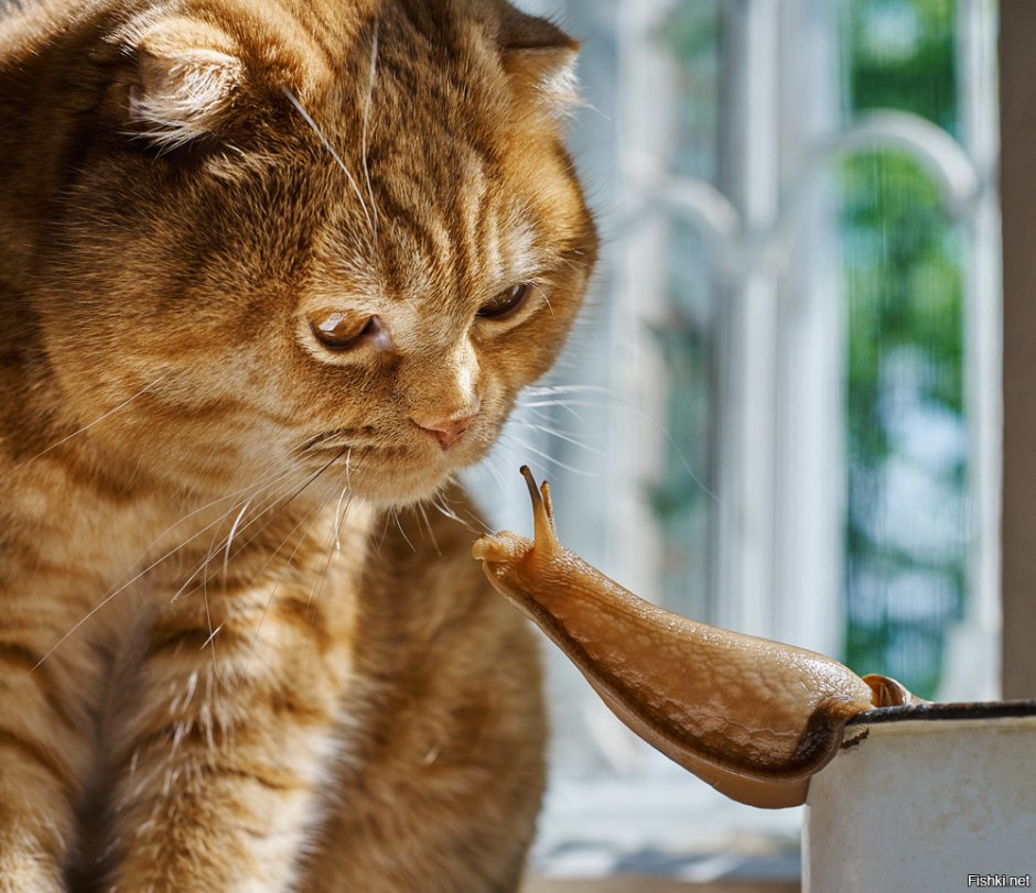 Смешные наглые котики