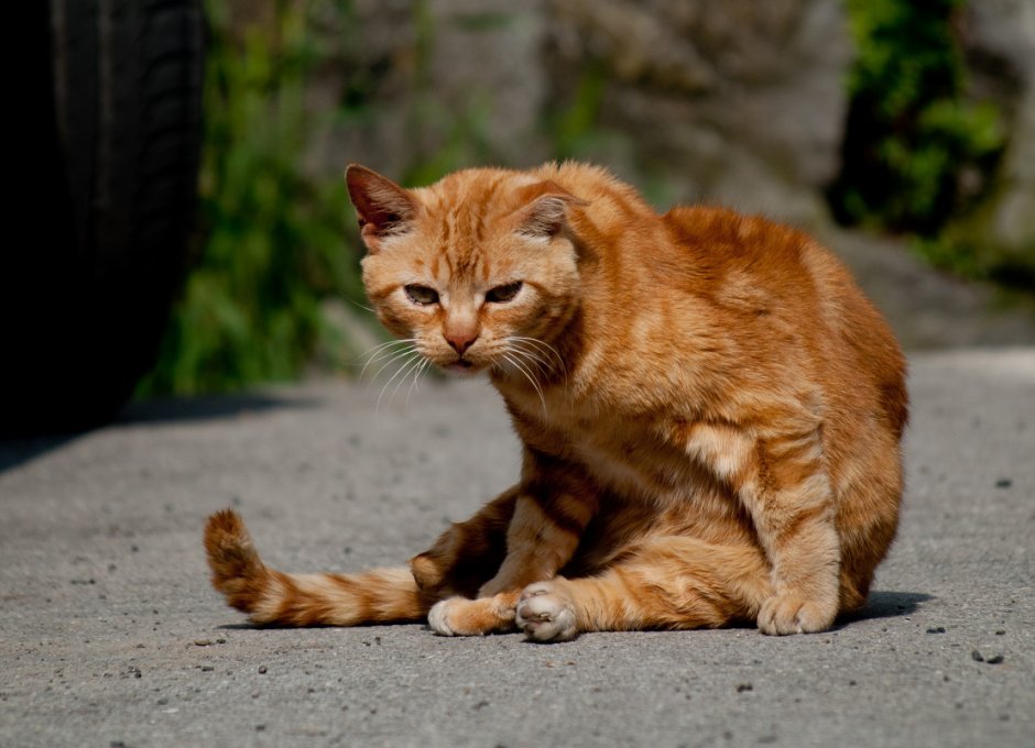 Рыжая кошка
