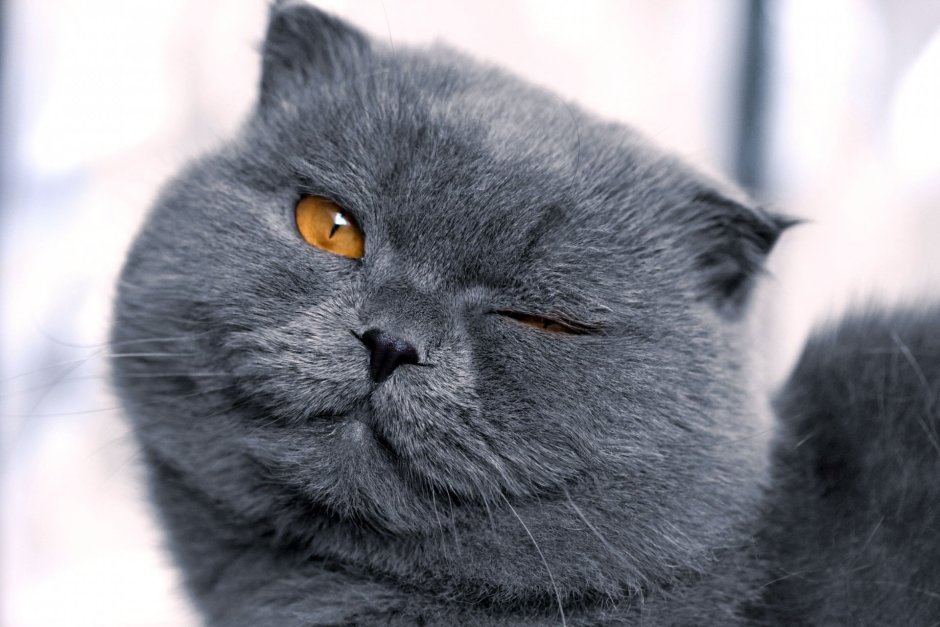 Кот подмигивает
