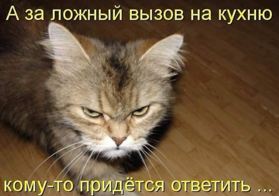 Хитрые коты с надписями
