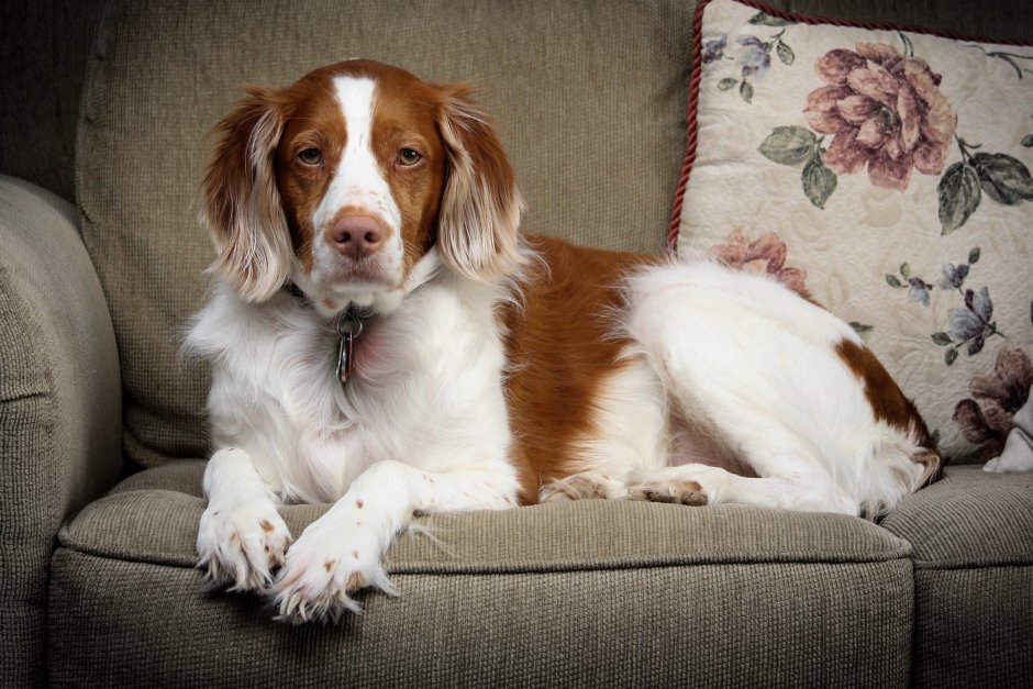 Brittany Spaniel