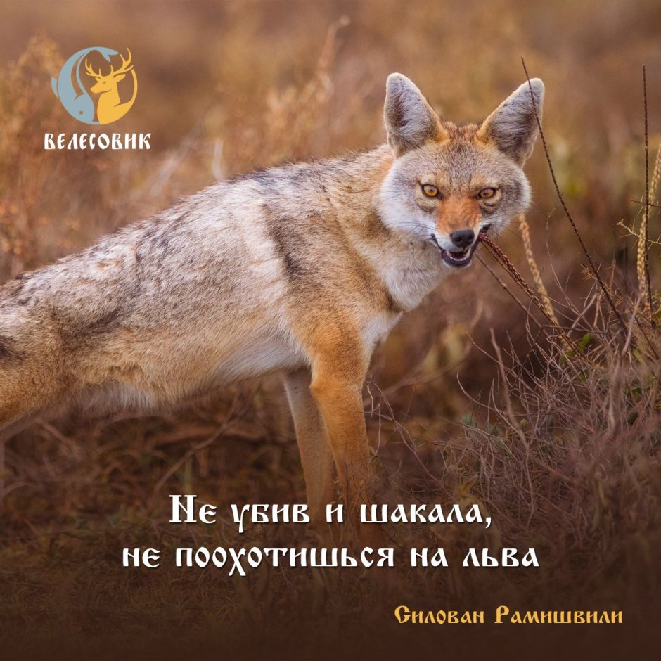Степной Шакал