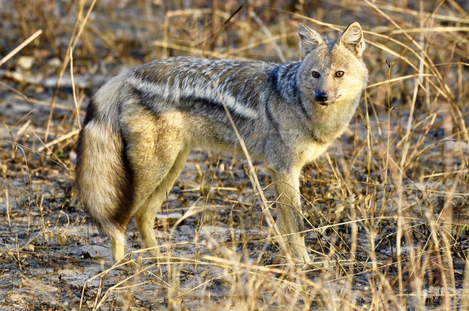 Обыкновенный Шакал (canis aureus)