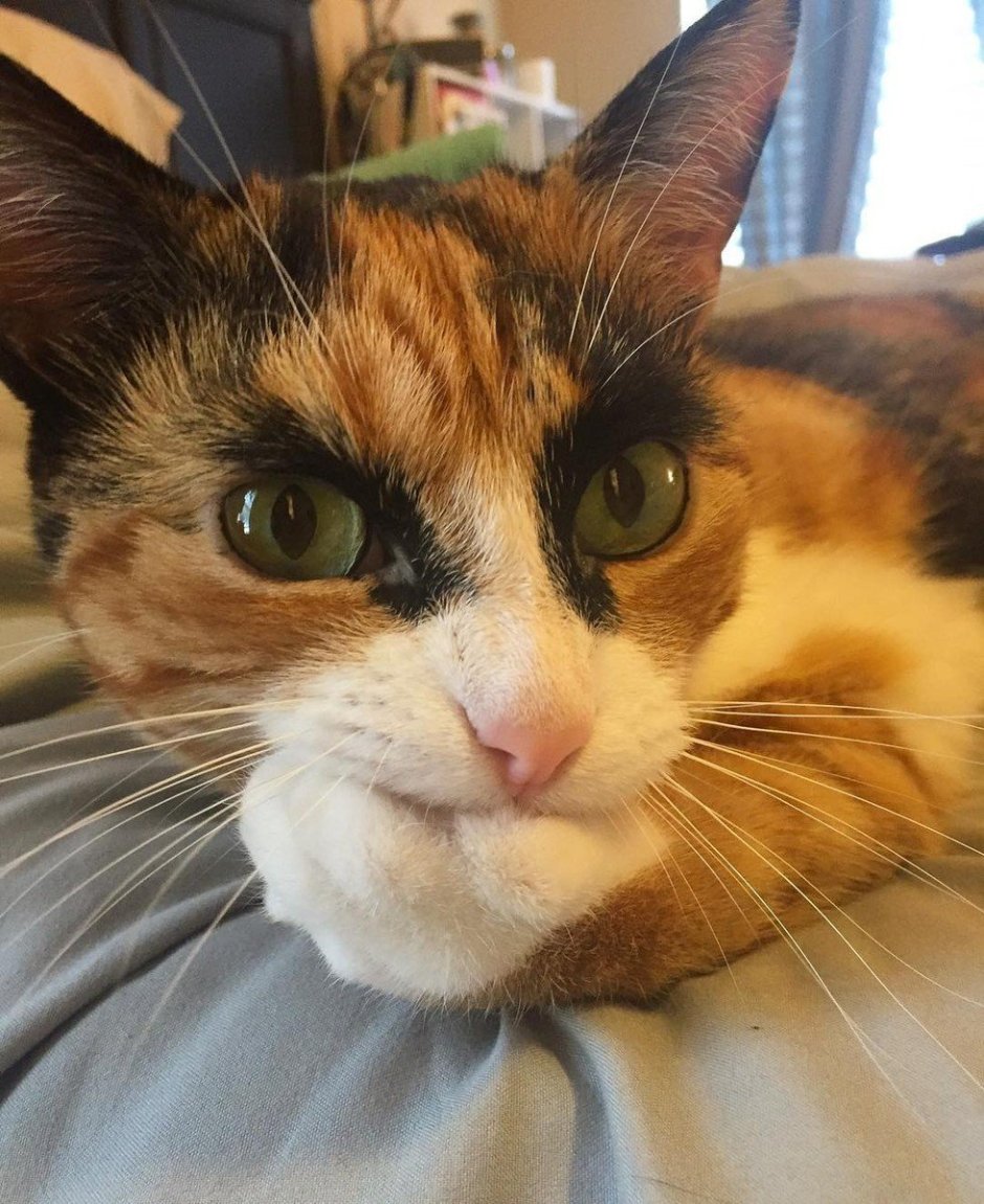 Кошка с бровями