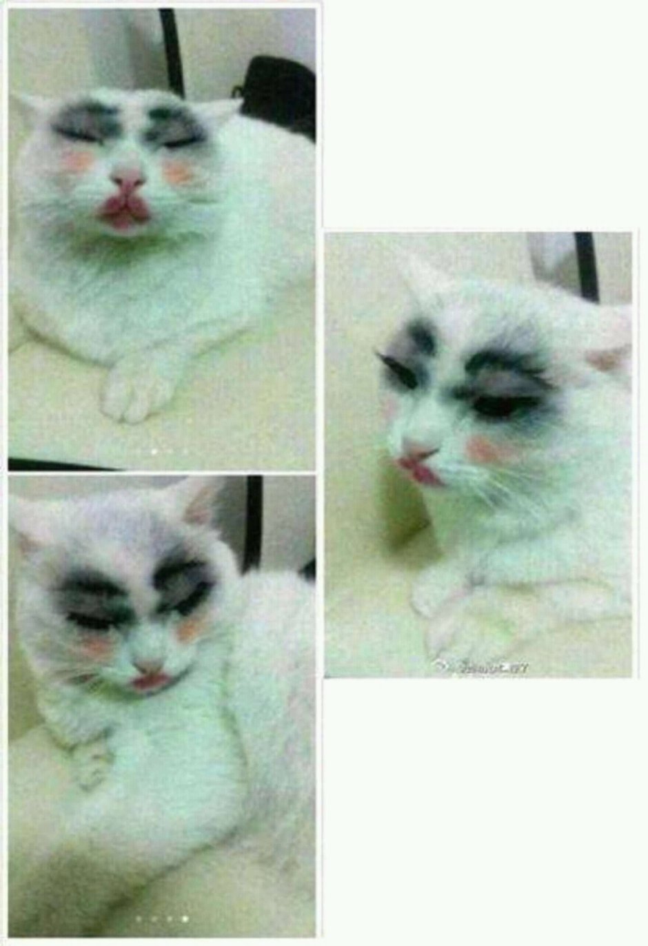 Кот с накрашенными бровями
