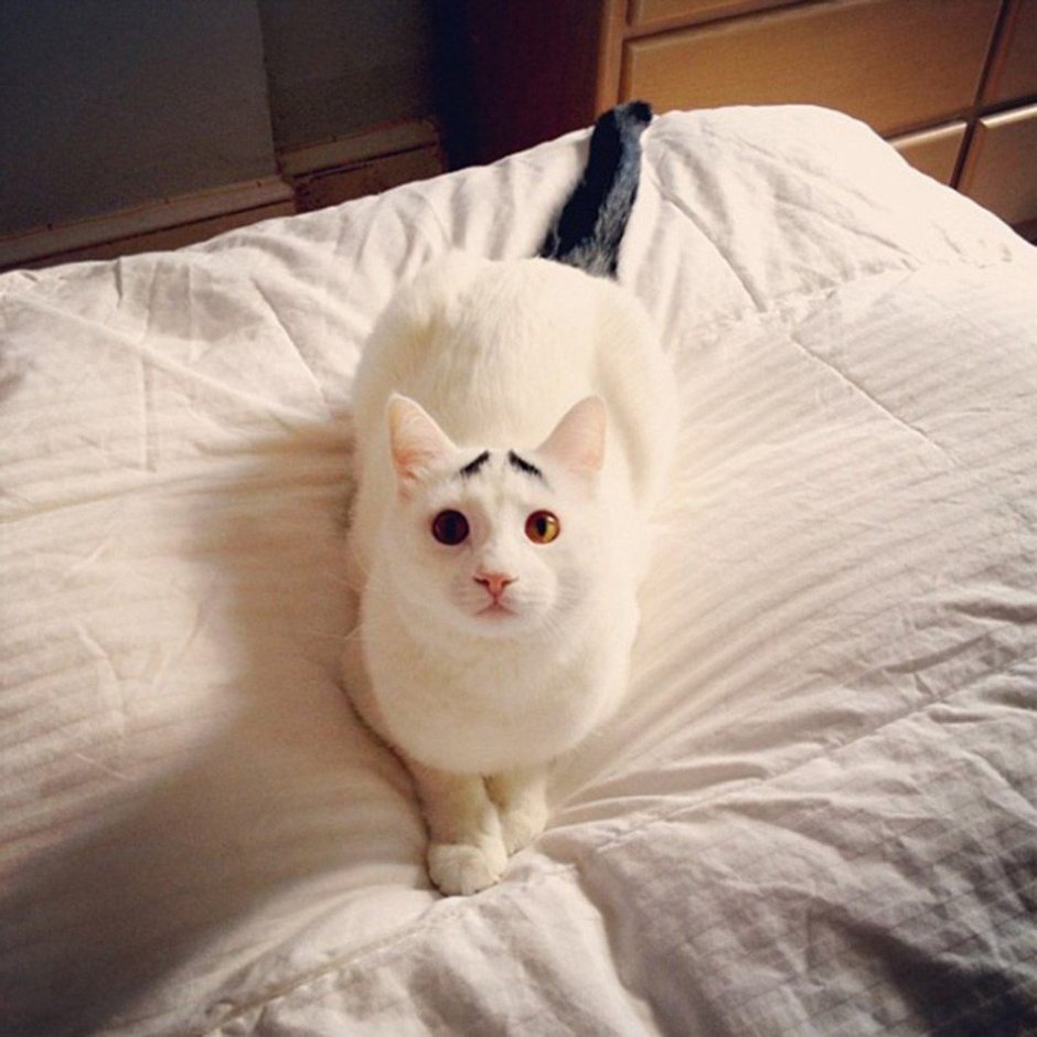 Необычные кошки