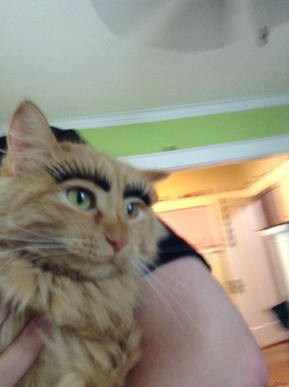 Кот с накладными ресницами