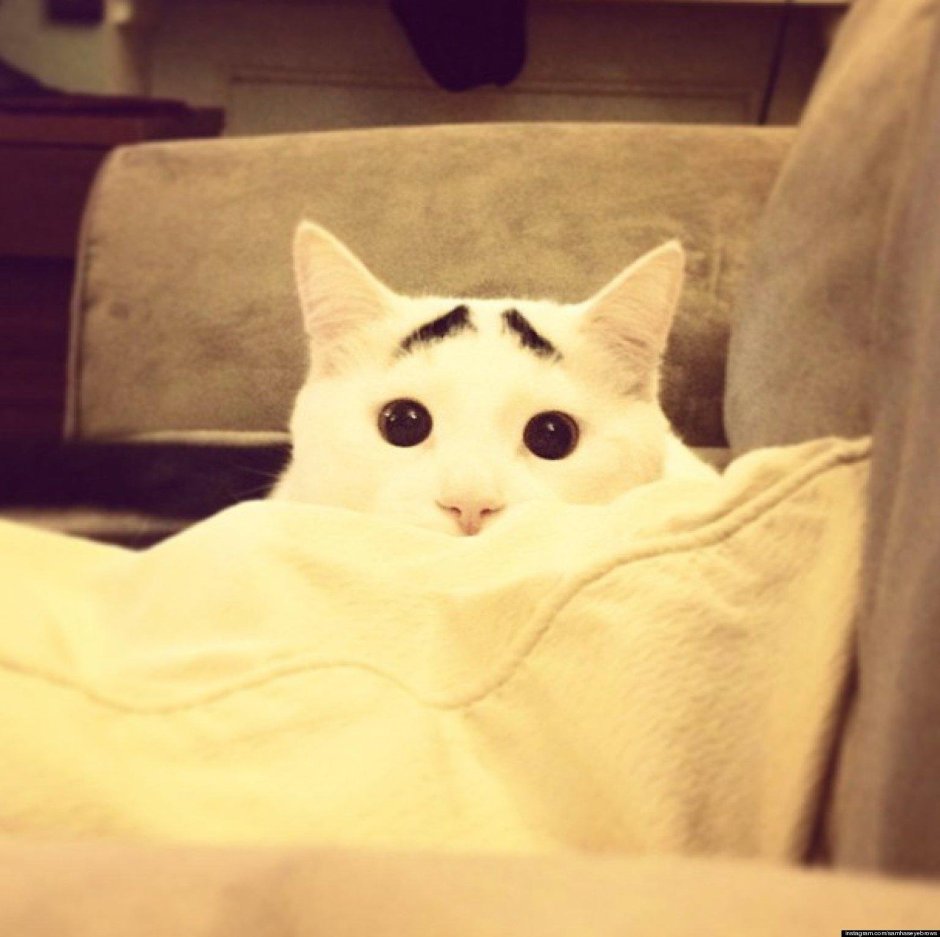 Кот Сэм с бровями