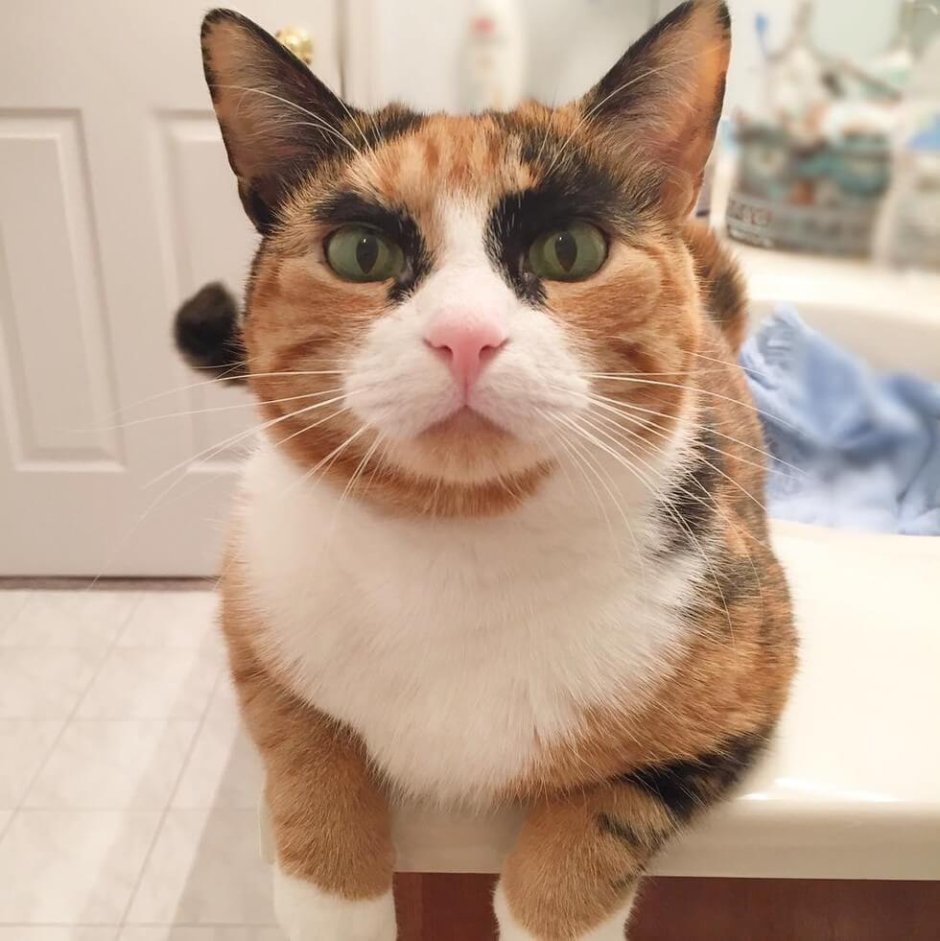 Котик с бровями