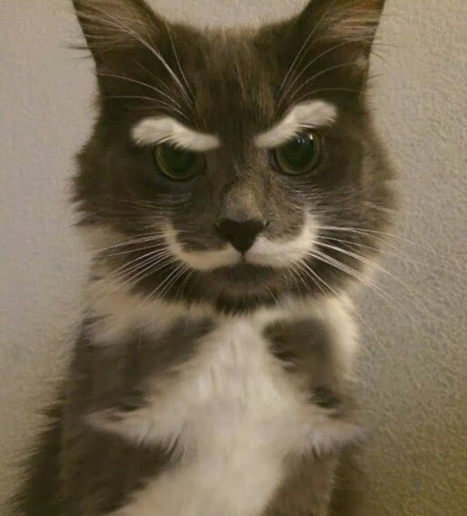 Котик с бровями