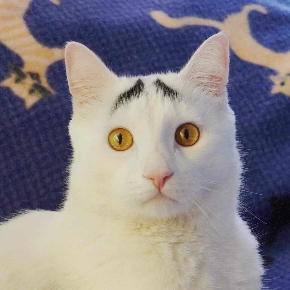 Удивленный белый кот