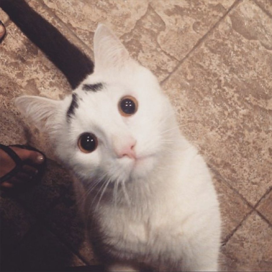 Бровастый кот