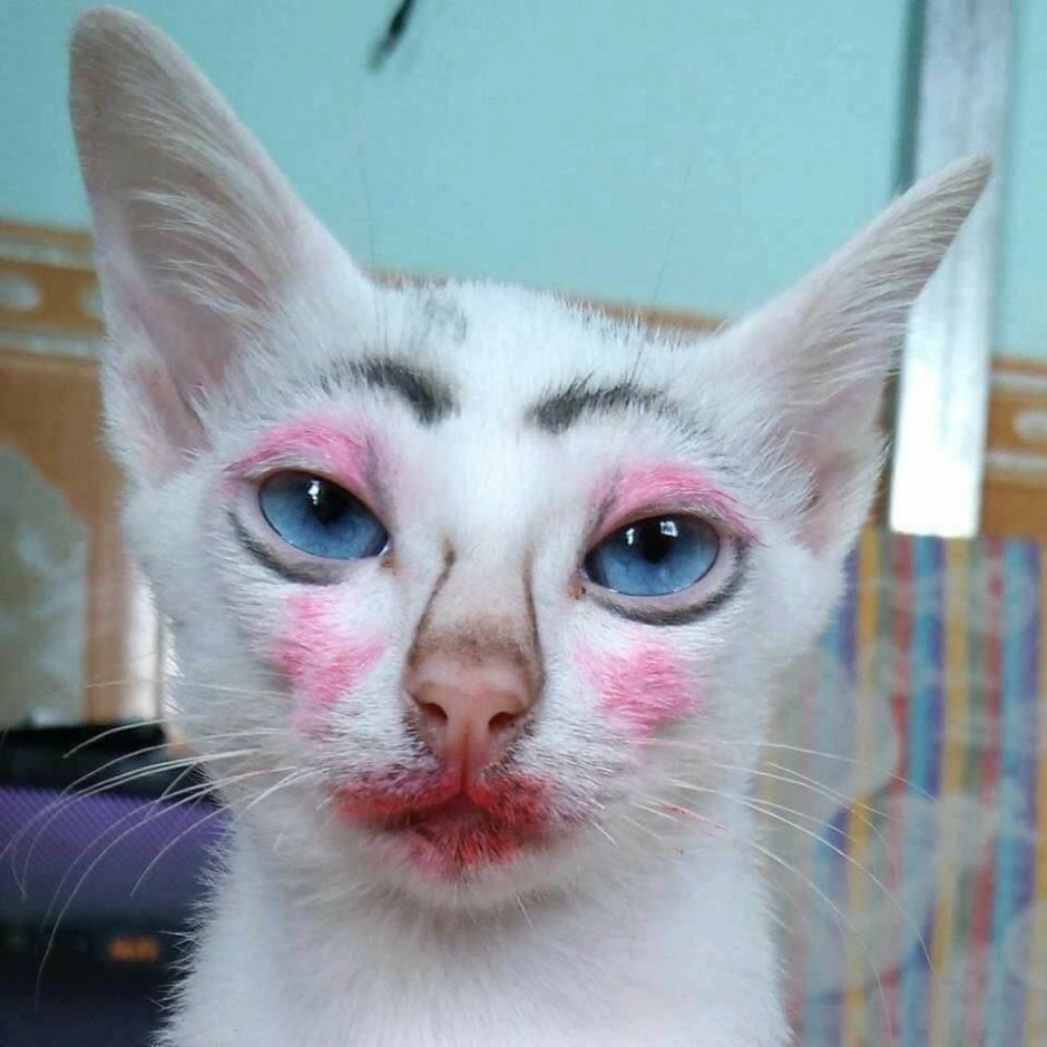 Кошка с бровями
