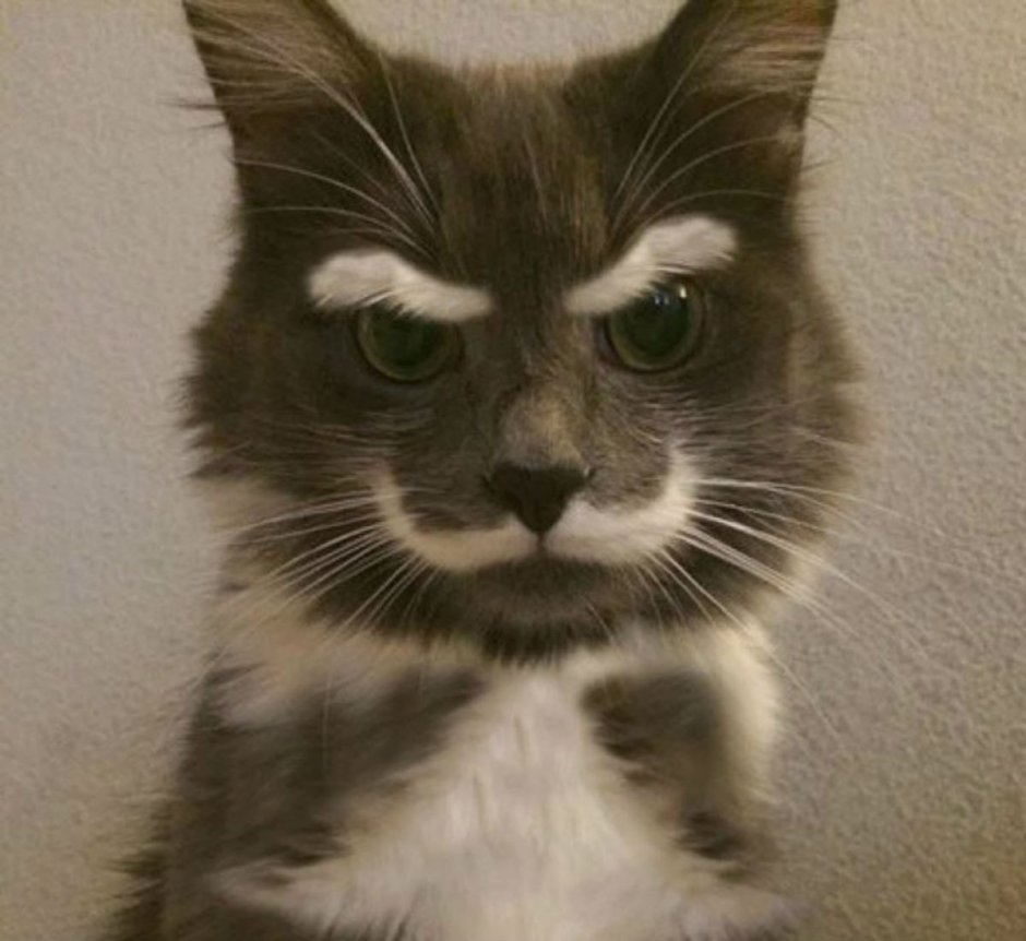 Кот чуть поменьше