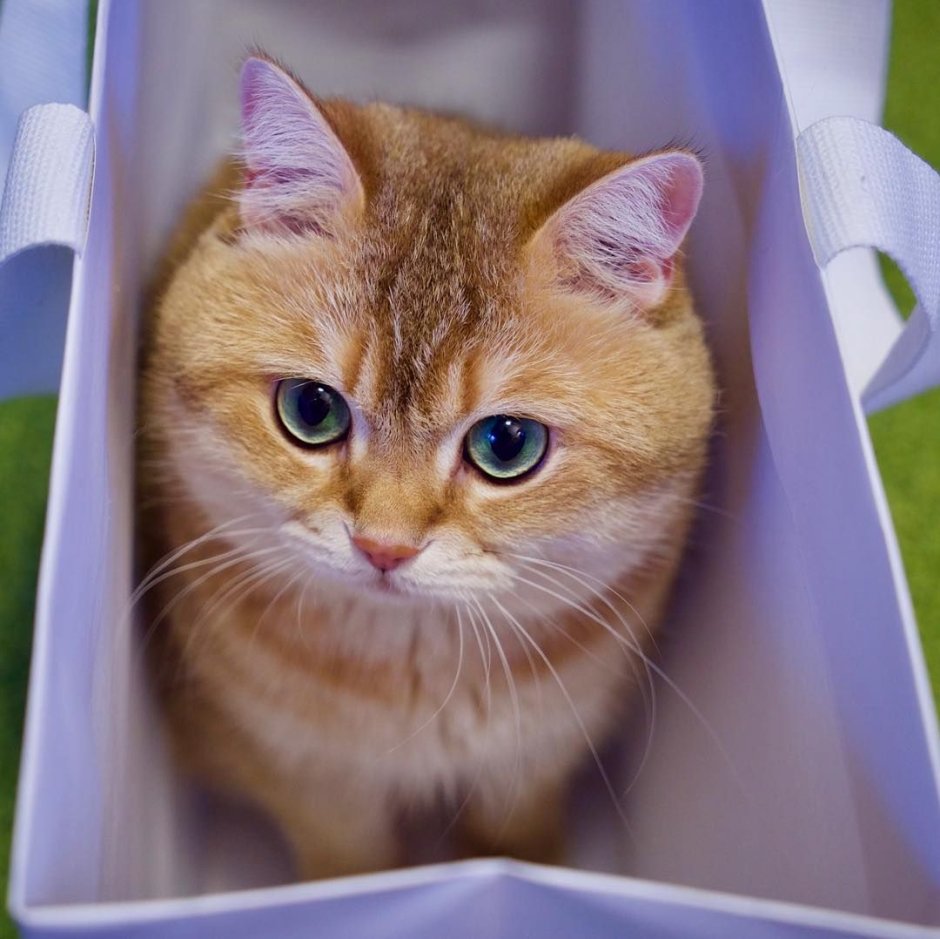 Хасико кот