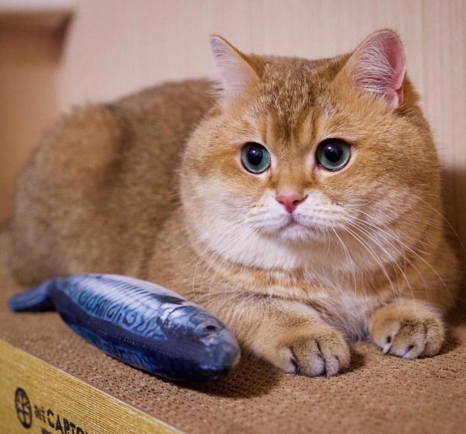 Кот шиншилла Хосико