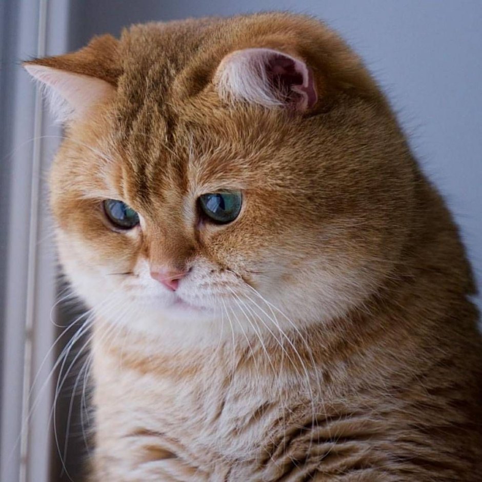Хосико кот порода