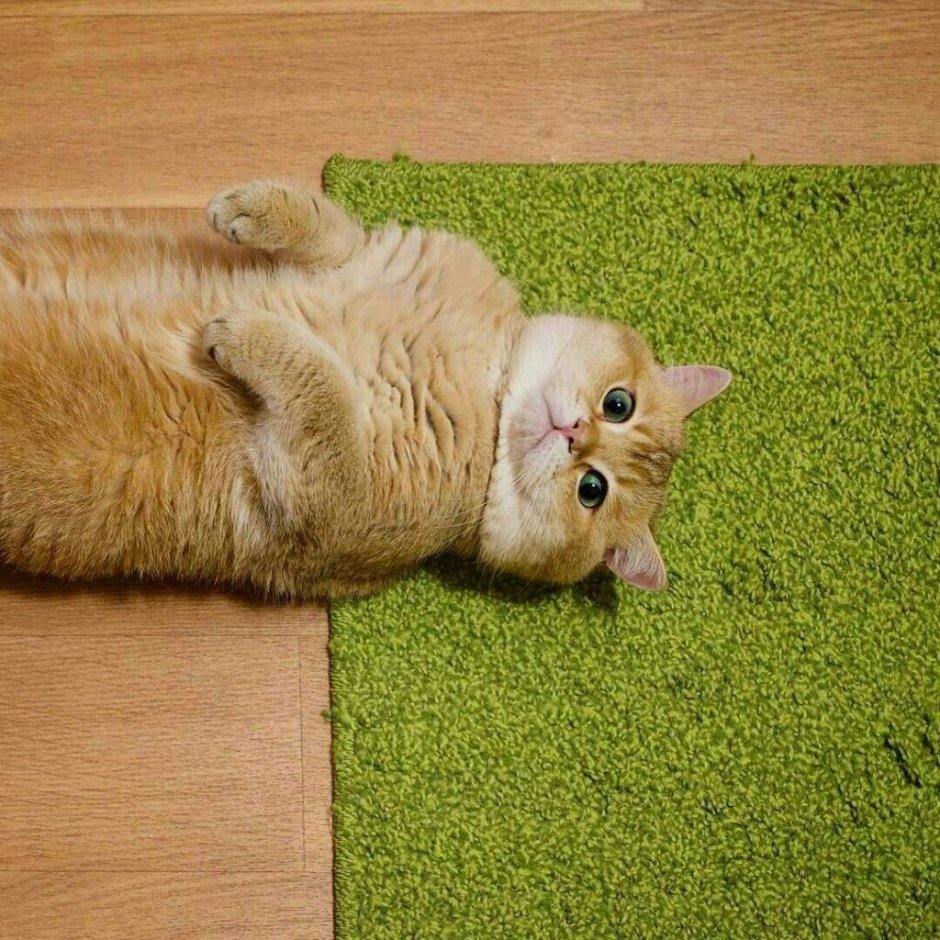 Shaggy Cat
