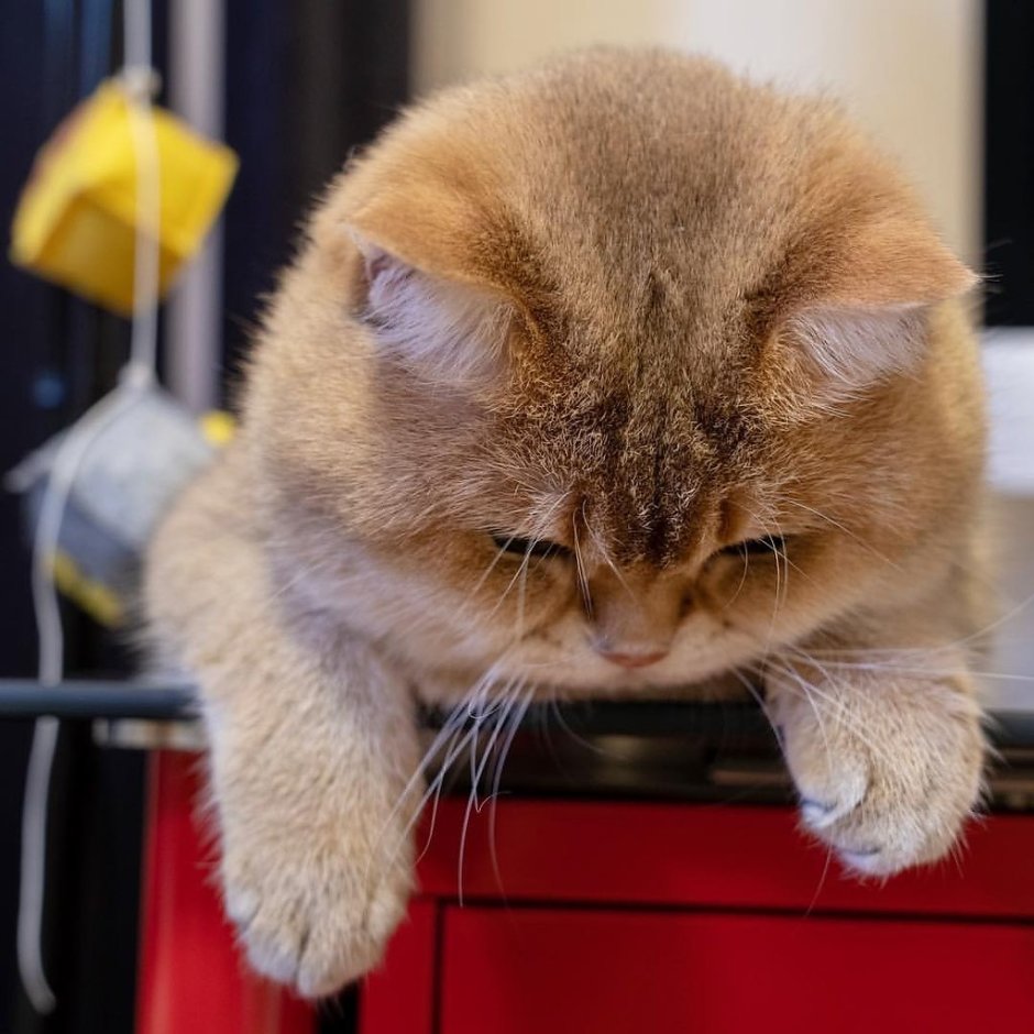 Скоттиш страйт Хосико