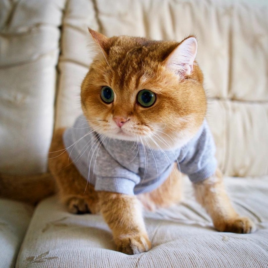 Хосико кот