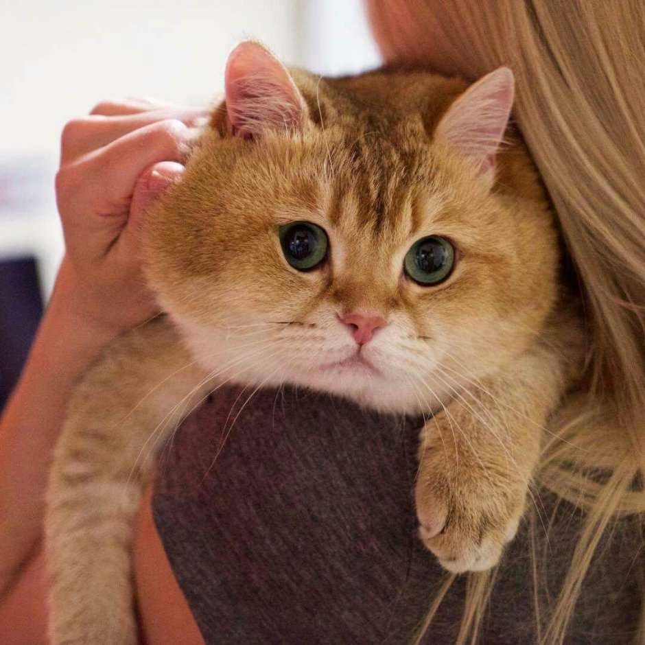 Картина кота кота в шиншиллах