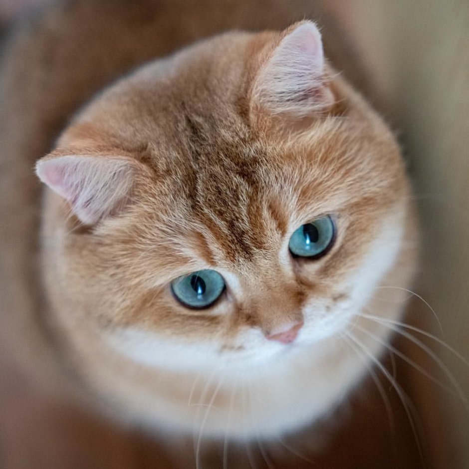 Hocico Cat популярные фото