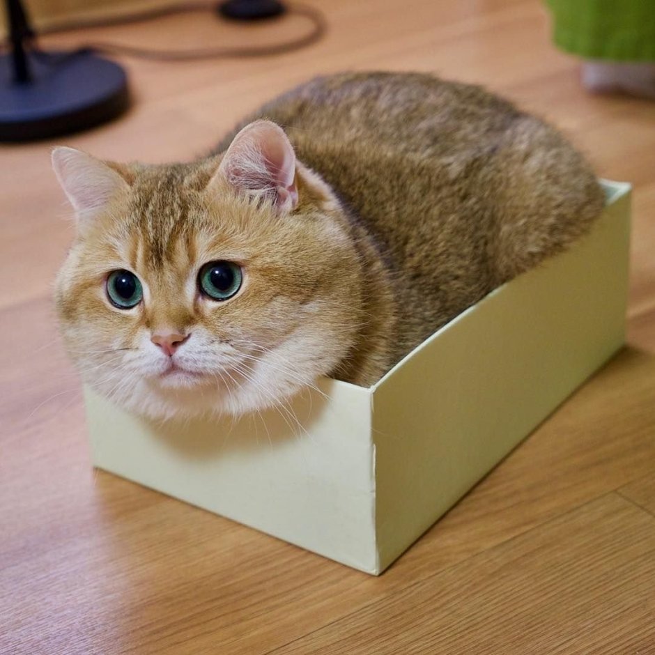 Хосико кот в детстве