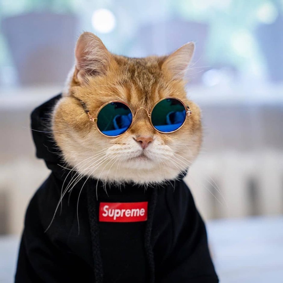 Хосико Кэт