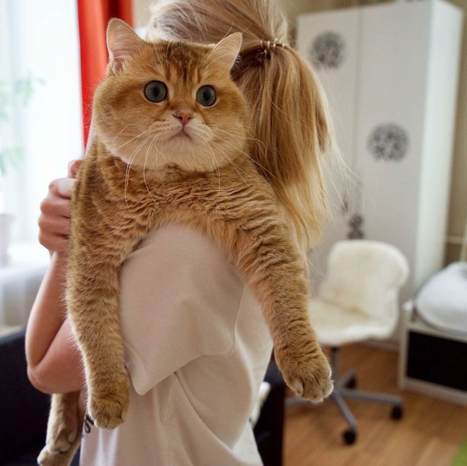 Хосико кот порода