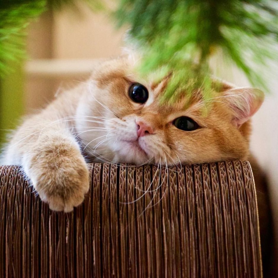Хосико кот новогодний