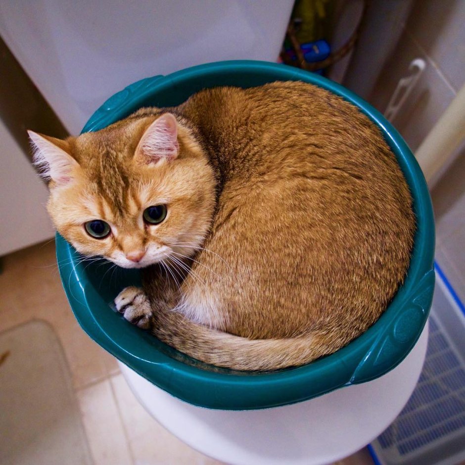Настоящего кота