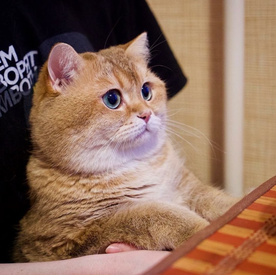 Скоттиш страйт Хосико
