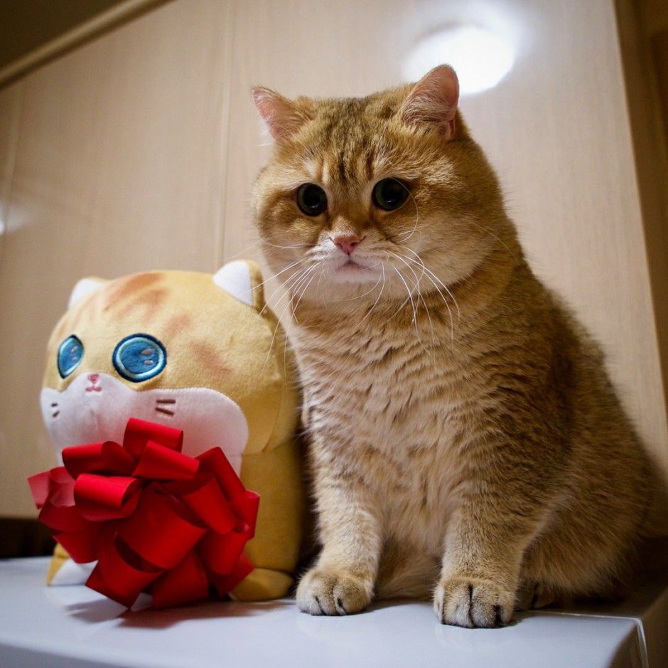 Новогодний Hocico Cat