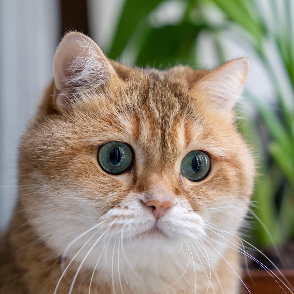 Хосико кот удивлен