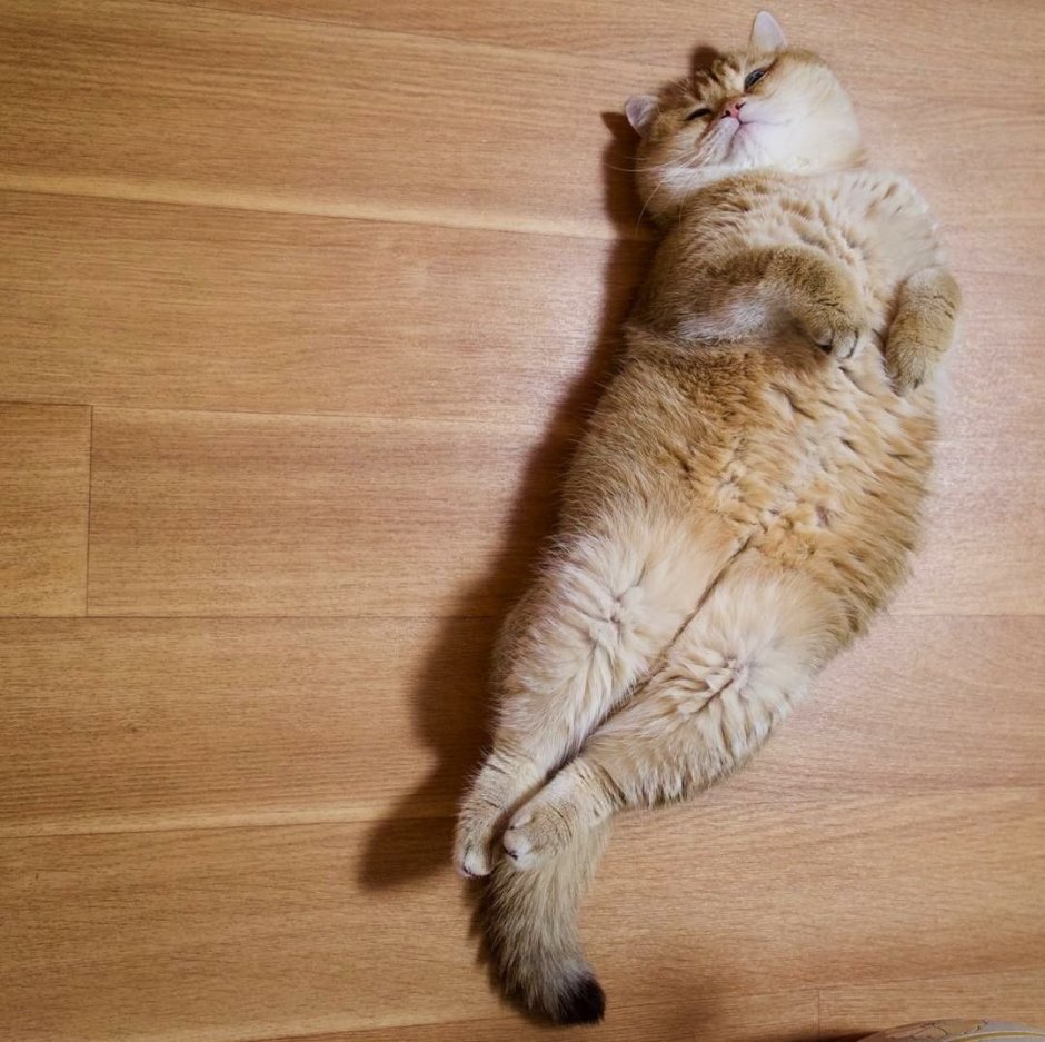 Кошачий животик