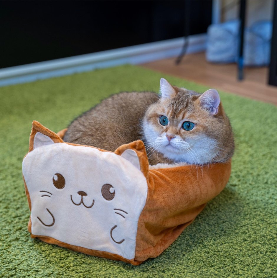 Скоттиш страйт Золотая шиншилла