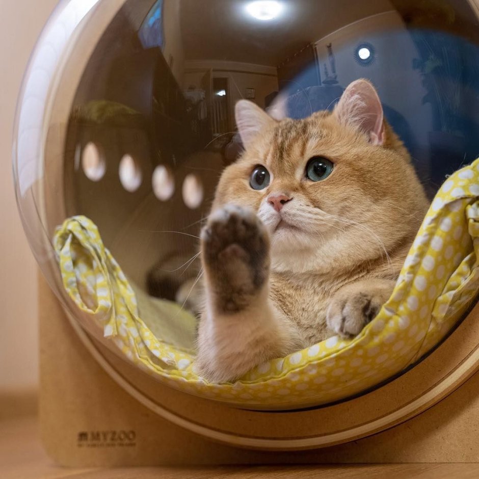 Хосико котенок маленький