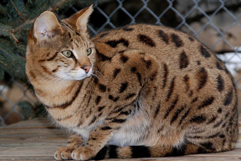 Коты породы Саванна