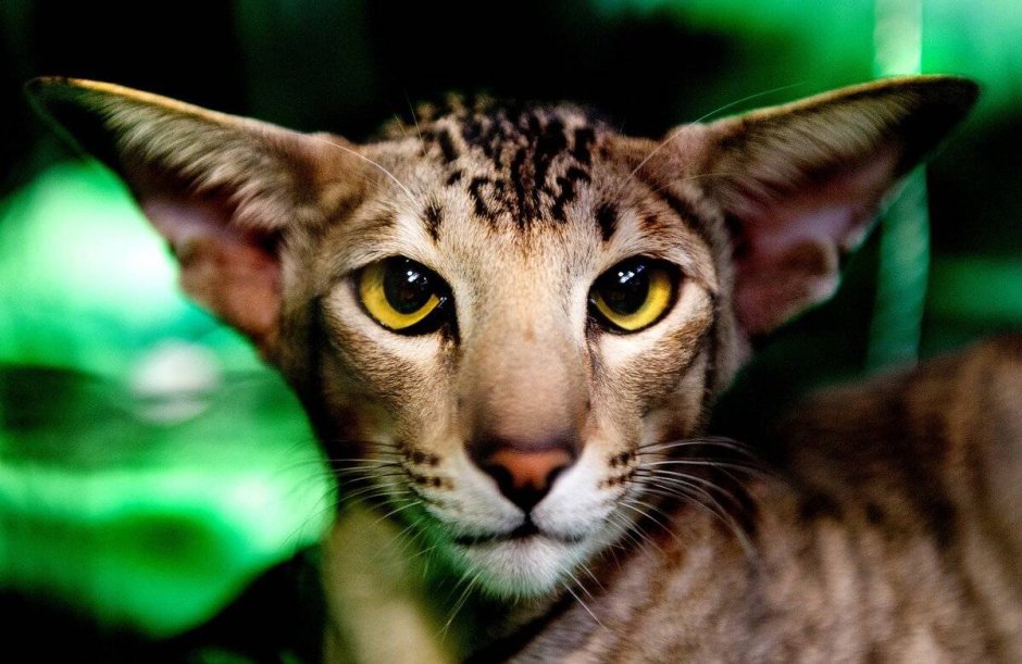 Редкие кошки