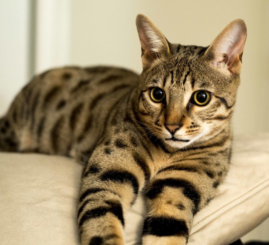 Саванна кошка