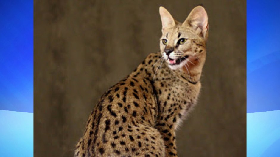 Саванна кошка