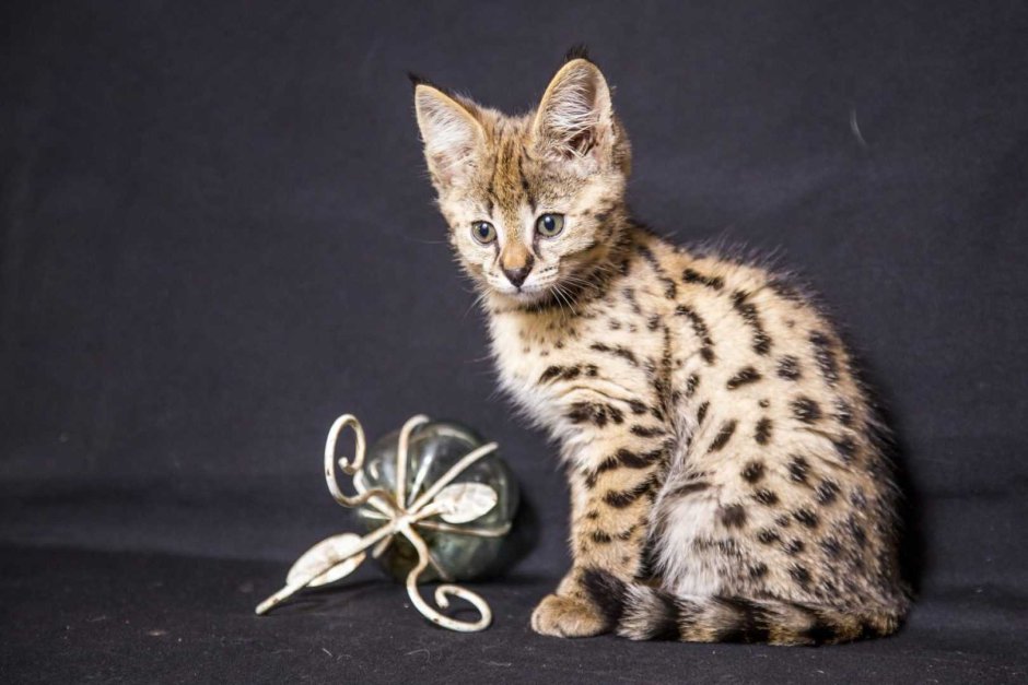 Саванна кошка