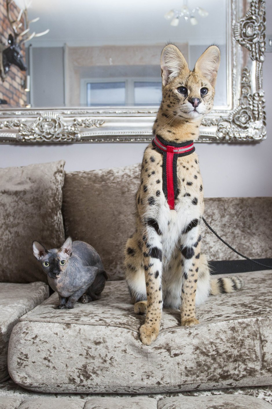 Абиссинская Саванна кошка