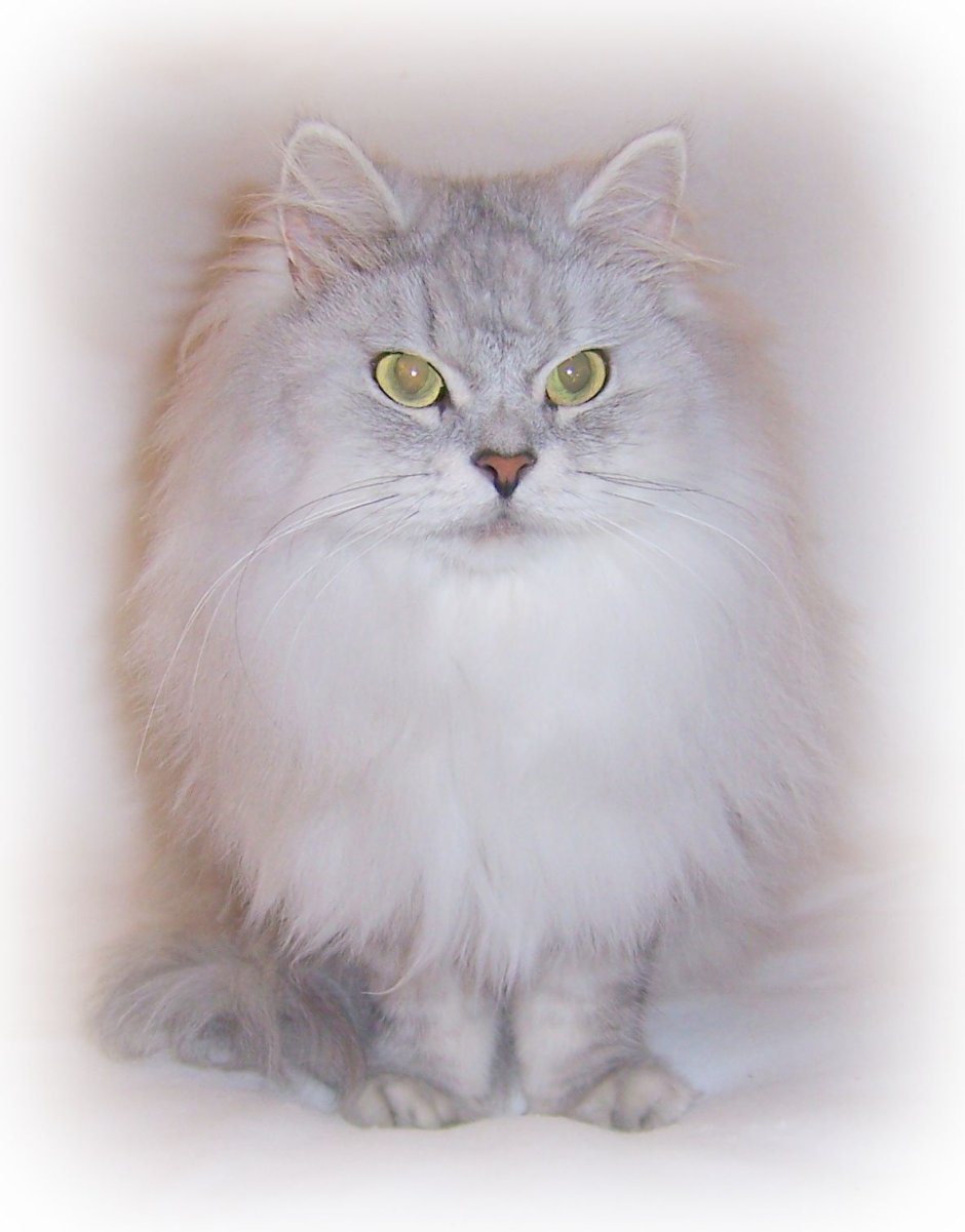 Ситцевая кошка Сибирская